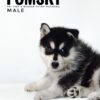 Pomsky puppy for Sale in Malaysia