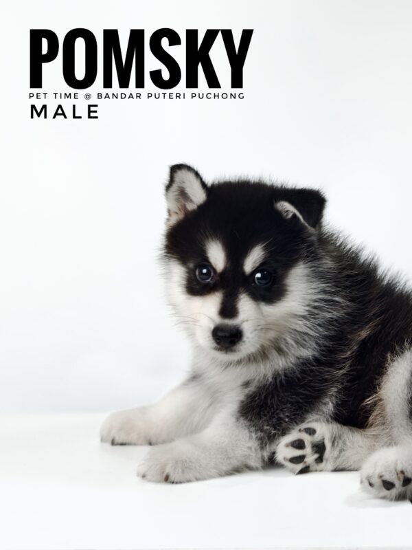 Pomsky puppy for Sale in Malaysia