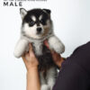 Pomsky puppy for Sale in Malaysia
