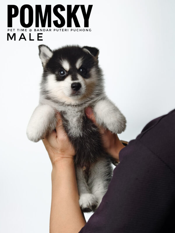 Pomsky puppy for Sale in Malaysia