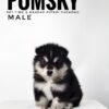 Pomsky puppy for Sale in Malaysia