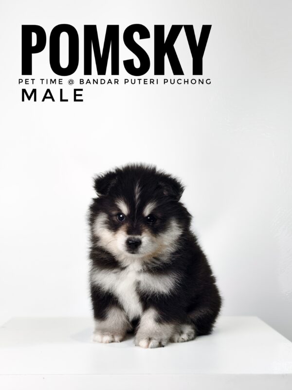 Pomsky puppy for Sale in Malaysia