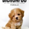 Bichonpoo puppy for Sale in Malaysia