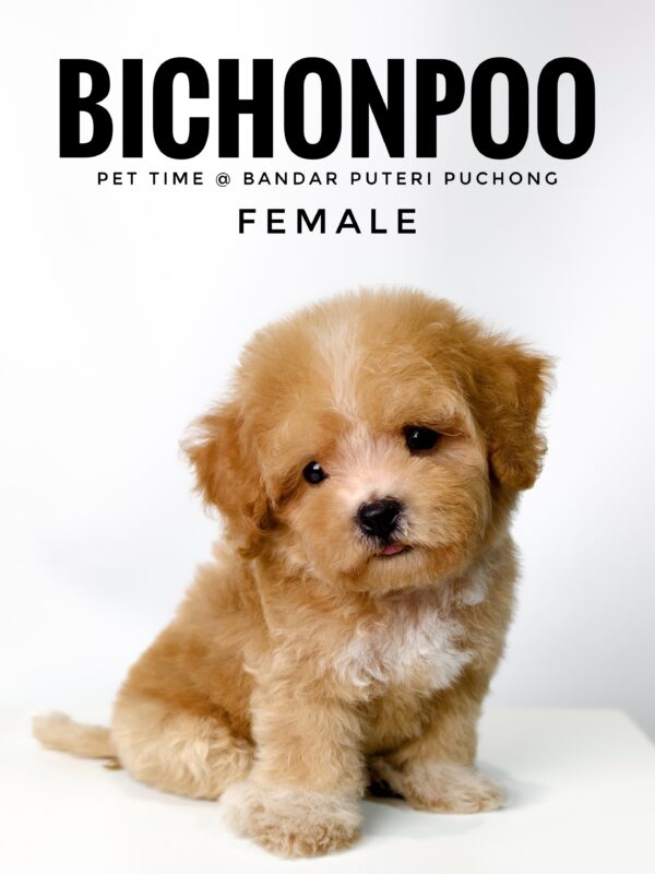 Bichonpoo puppy for Sale in Malaysia