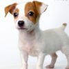 Pet shop sell Jack Russell