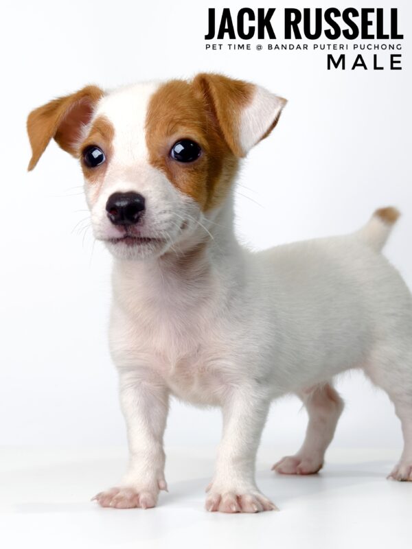 Pet shop sell Jack Russell
