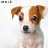 Pet shop sell Jack Russell