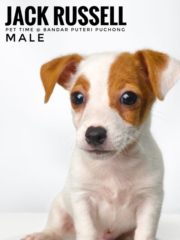 Pet shop sell Jack Russell