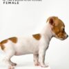 Pet shop sell Jack Russell