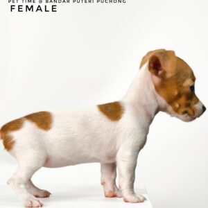 Pet shop sell Jack Russell
