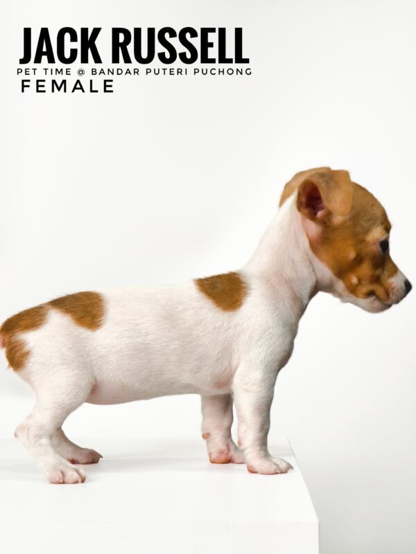 Pet shop sell Jack Russell