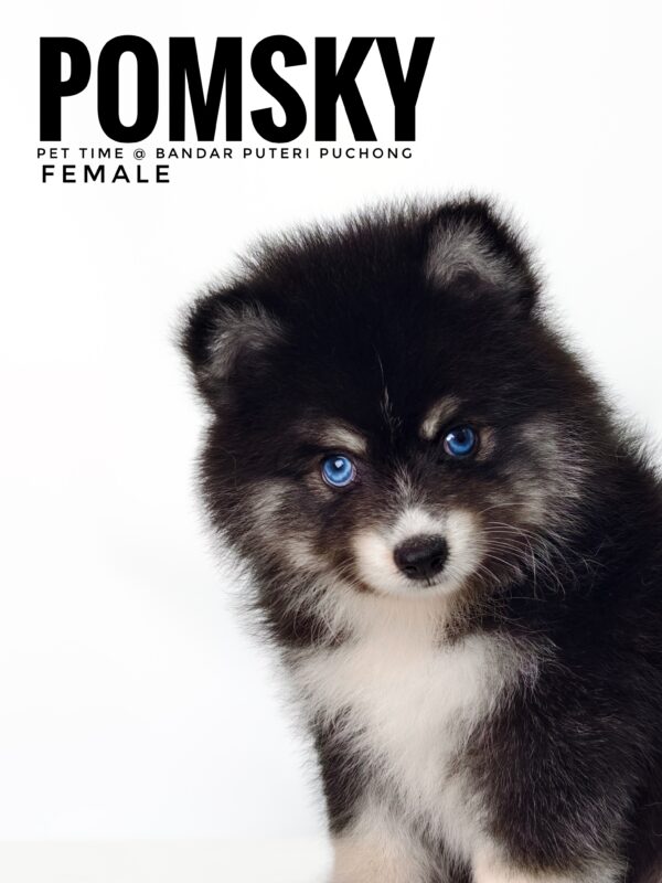 Pomsky puppy for Sale in Malaysia