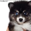 Pomsky puppy for Sale in Malaysia
