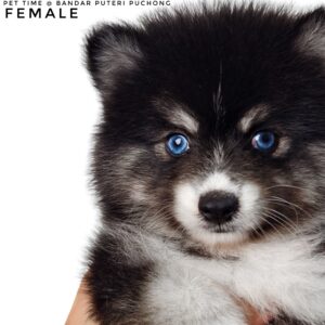 Pomsky puppy for Sale in Malaysia