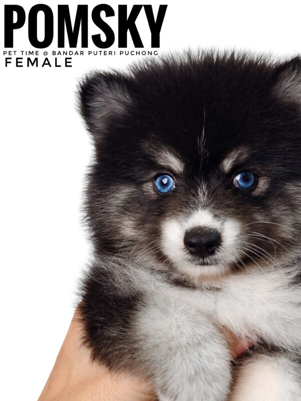 Pomsky puppy for Sale in Malaysia