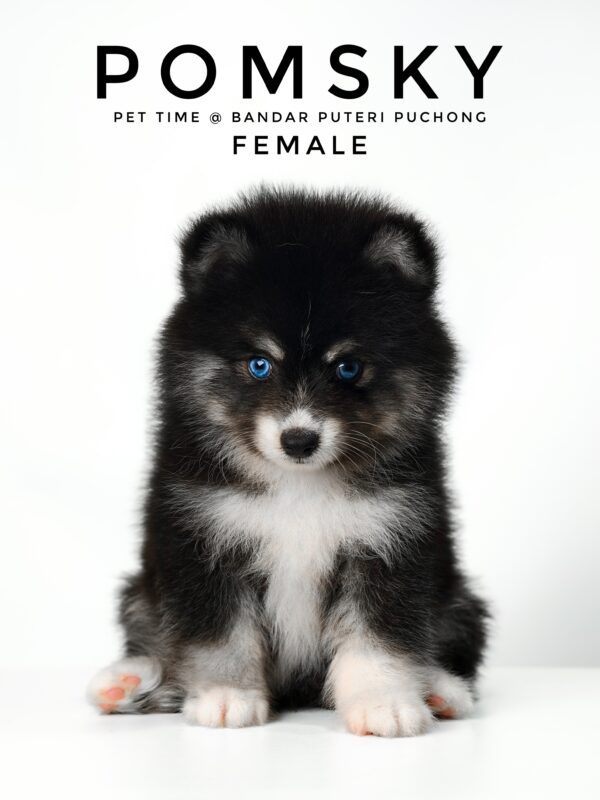 Pomsky puppy for Sale in Malaysia