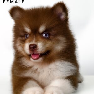 Pomsky puppy for Sale in Malaysia