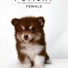 Pomsky puppy for Sale in Malaysia