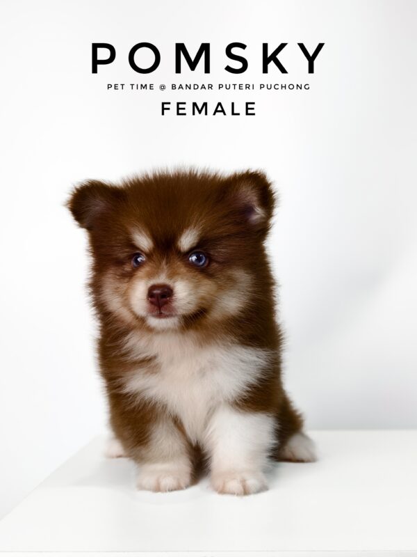Pomsky puppy for Sale in Malaysia