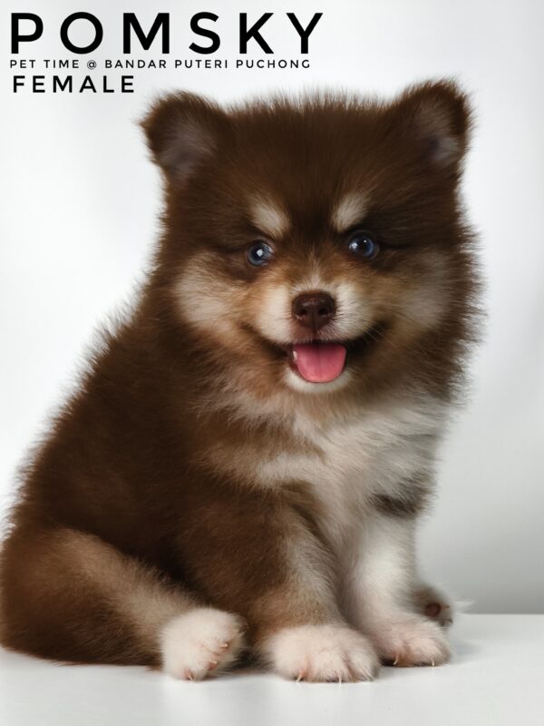 Pomsky puppy for Sale in Malaysia