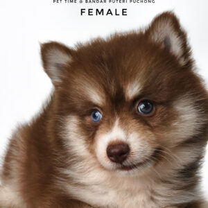Pomsky puppy for Sale in Malaysia