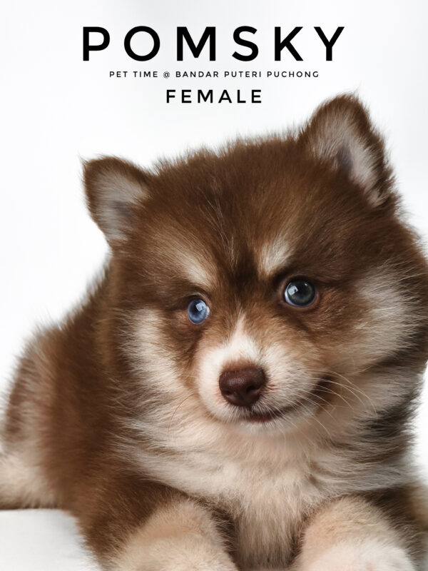 Pomsky puppy for Sale in Malaysia