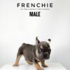 French Bulldog puppy for Sale in Malaysia