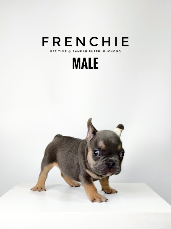 French Bulldog puppy for Sale in Malaysia