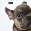 French Bulldog puppy for Sale in Malaysia