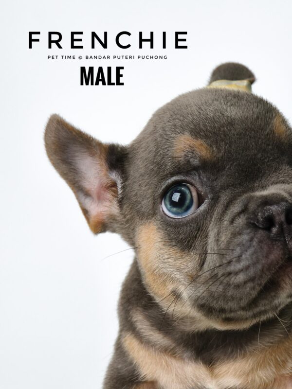 French Bulldog puppy for Sale in Malaysia
