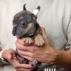 French Bulldog puppy for Sale in Malaysia