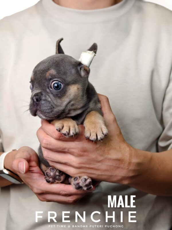 French Bulldog puppy for Sale in Malaysia