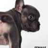 French Bulldog puppy for Sale in Malaysia