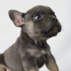 French Bulldog puppy for Sale in Malaysia