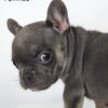 French Bulldog puppy for Sale in Malaysia