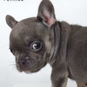 French Bulldog puppy for Sale in Malaysia