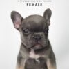 French Bulldog puppy for Sale in Malaysia