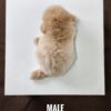 Maltipoo puppies for sale in malaysia