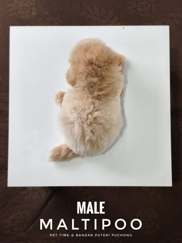 Maltipoo puppies for sale in malaysia