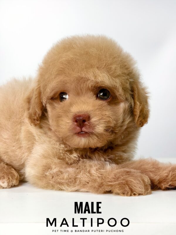 Maltipoo puppies for sale in malaysia
