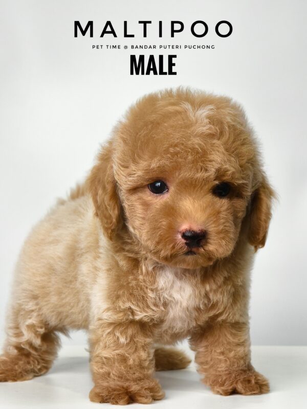 Maltipoo puppies for sale in malaysia