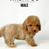Maltipoo puppies for sale in malaysia