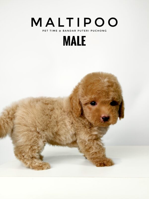 Maltipoo puppies for sale in malaysia