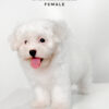 Maltipoo puppies for sale in malaysia