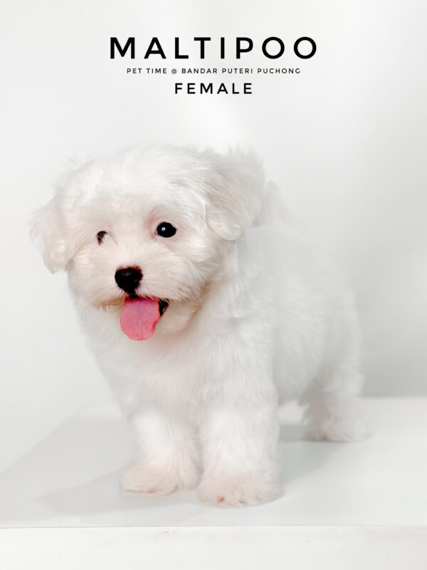 Maltipoo puppies for sale in malaysia