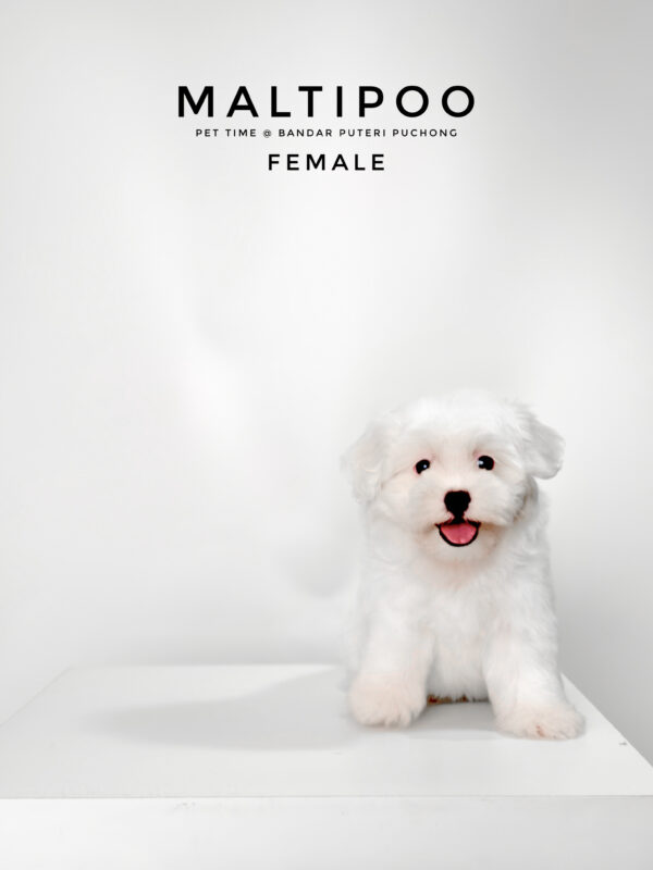 Maltipoo puppies for sale in malaysia