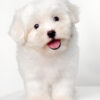 Maltipoo puppies for sale in malaysia