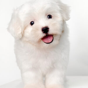 Maltipoo puppies for sale in malaysia