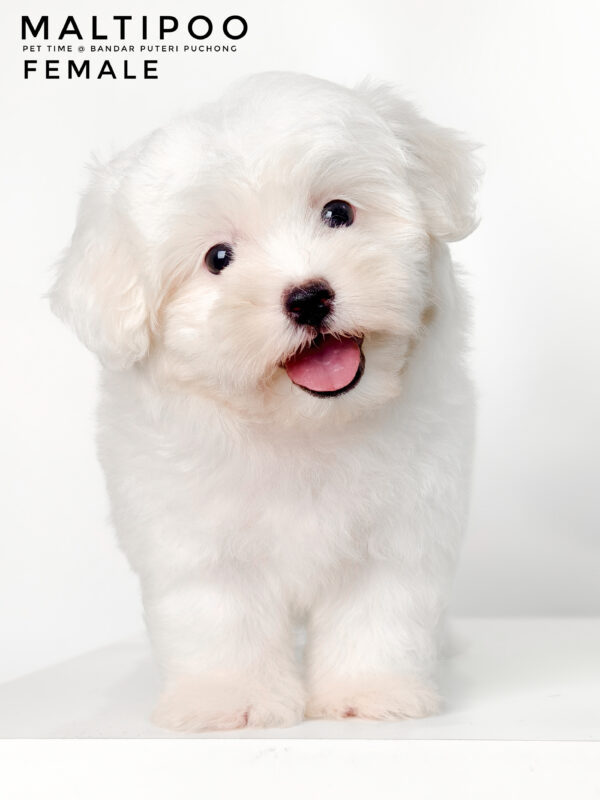 Maltipoo puppies for sale in malaysia