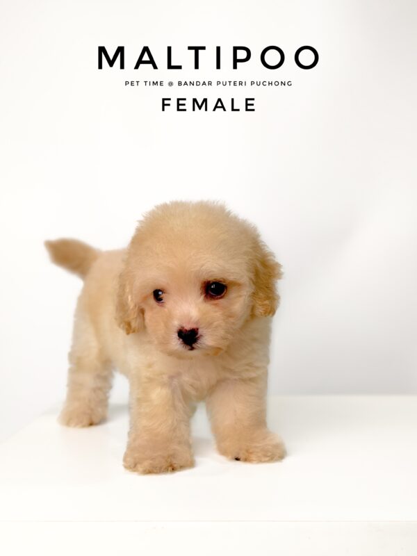 Maltipoo puppies for sale in malaysia